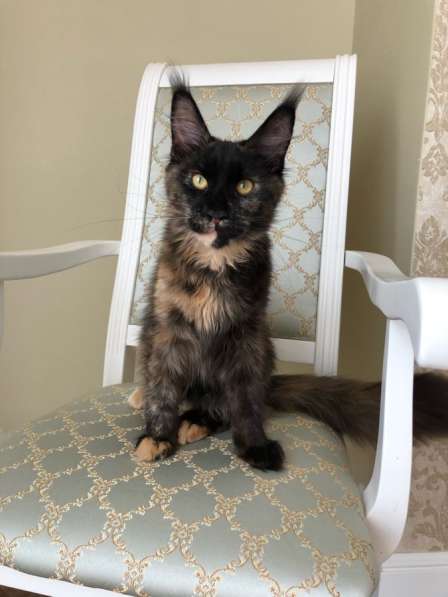 Солидная черепаха мейнкун в Аксае фото 8