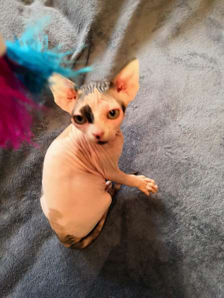 Канадский сфинкс в Москве фото 4