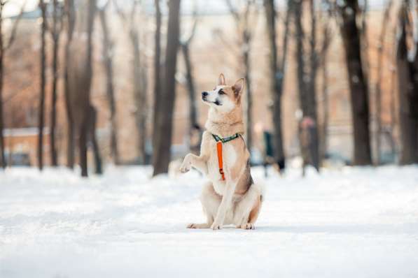 Молодой красавец Пряник ищет дом в Москве фото 3