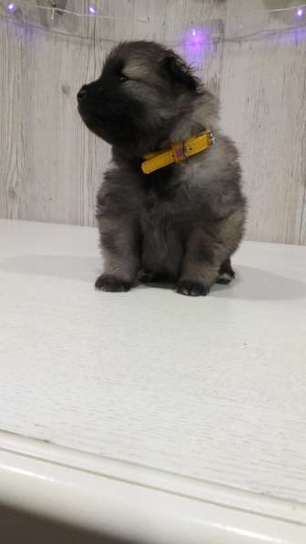 Щенки вольфшпица/кеесхонда в фото 13