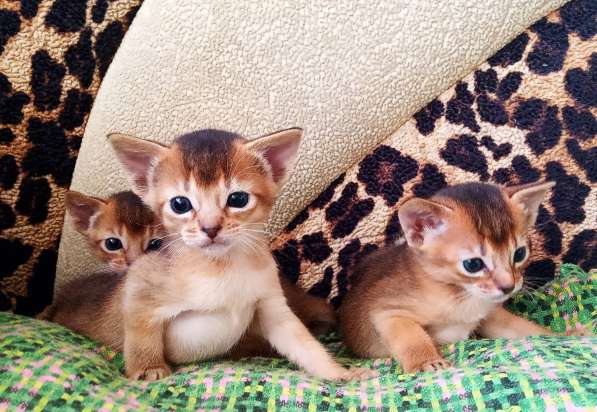 Абиссинские котята от титулованных родителей в фото 4