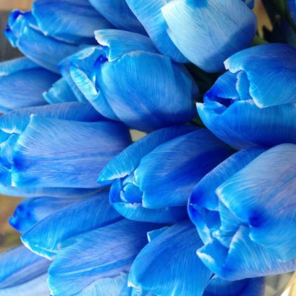 Букеты из голубых тюльпанов! в Нижнем Новгороде