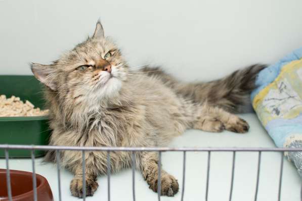 Кошка Брина в Москве фото 4