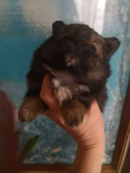 Щенок померанского шпица- микро - медвежонок в фото 33