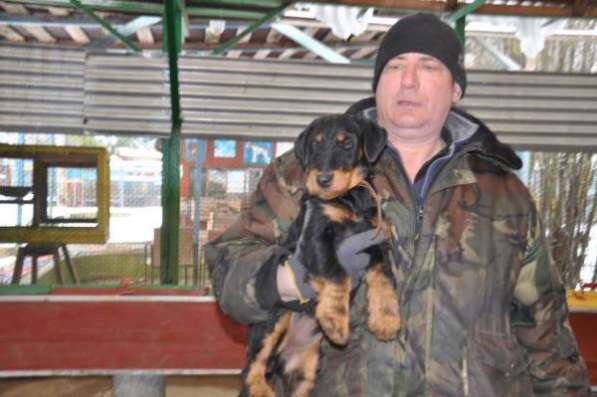 Щенки ягдтерьера от рабочих дипломированных собак в Москве