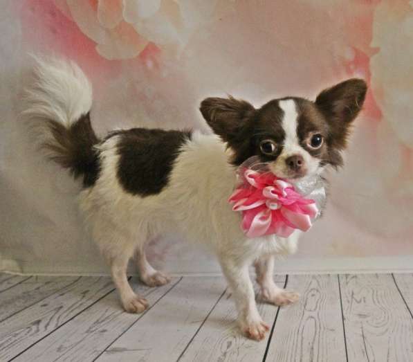 Female chihuahua longhair, of different ages в фото 4