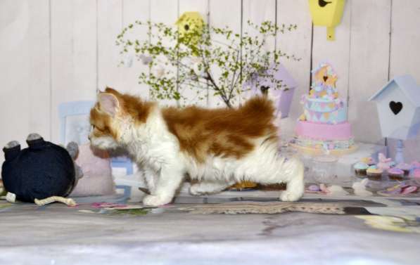 Котята курильского бобтейла в Москве фото 7