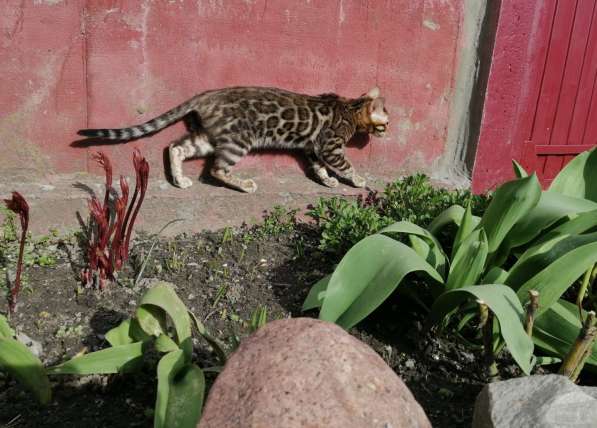 Бенгальские котята в разведение в фото 10