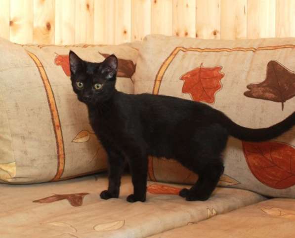 Котята в добрые руки. Рыжие девочки в Москве фото 33