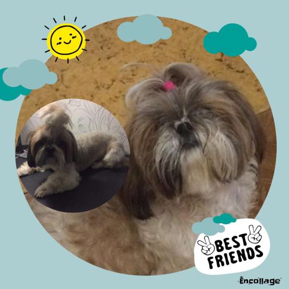 Стрижка собак в Москве фото 14