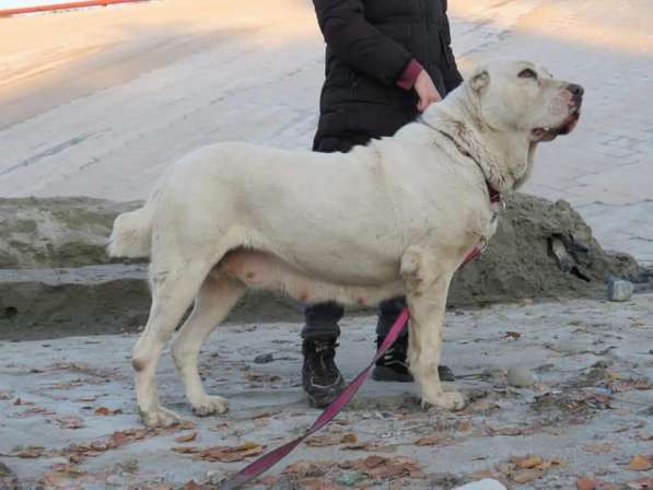 Щенок Среднеазиатской овчарки в Новосибирске фото 28