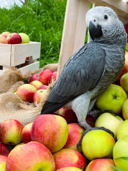 Птенцы Краснохвостого Жако в Санкт-Петербурге фото 8