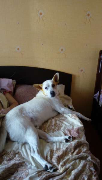 Собаке очень нужен дом в Нижнем Новгороде фото 20