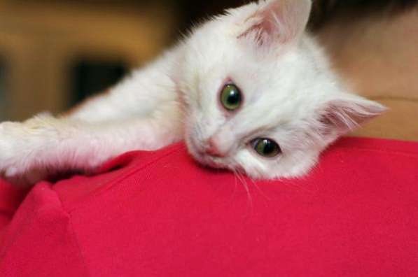 Белоснежный котенок ищет заботливую семью. в Москве фото 4