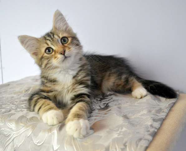 Сибиряки питомник в Казани фото 4