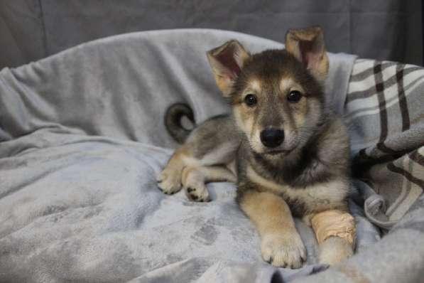 Черный щенок со звездочкой на груди в Санкт-Петербурге фото 13