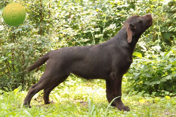 Породный щенок лабрадора. Родители сертифицированы по здоров в фото 5