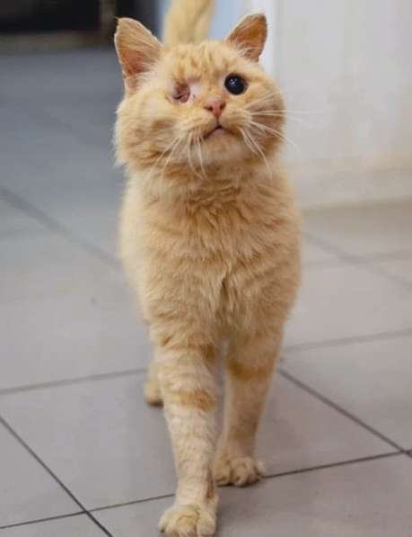Рыжее солнышко Лева, молодой особенный котик ищет дом в Москве фото 4