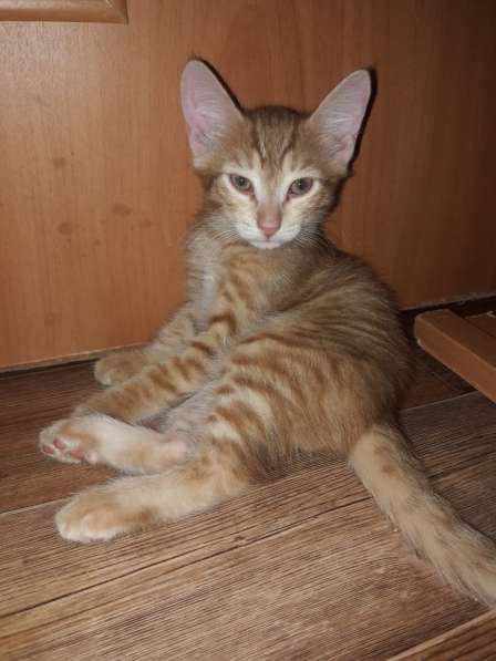 Котята (Рыжики и Черныш) в Самаре фото 32
