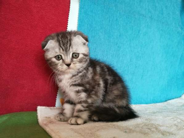 Шикарная КОШЕЧКА в Казани фото 5