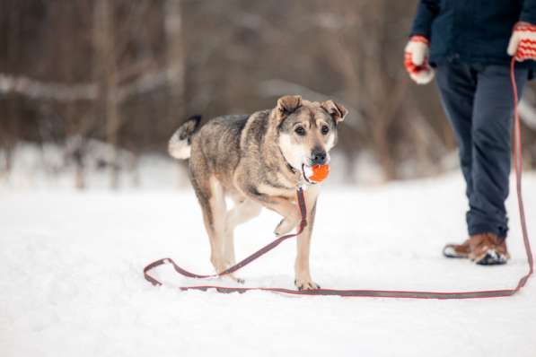 Милый оптимист Джек ищет дом в Москве фото 23