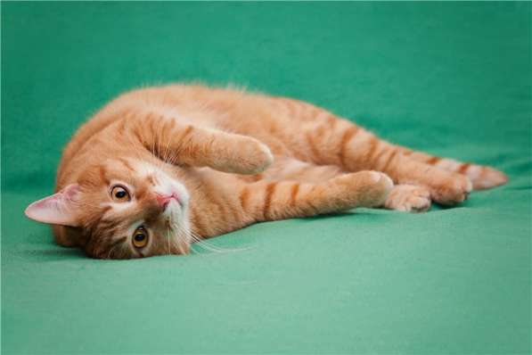 Огненно рыжий кот Джоник в добрые руки в Москве фото 5