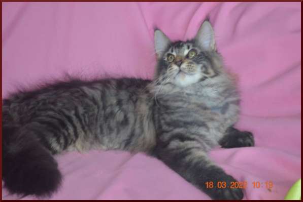 Роскошный черный котик мейн-кун из питомника в Астрахани фото 70