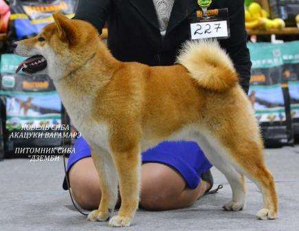 Сиба (шиба) ину щенки