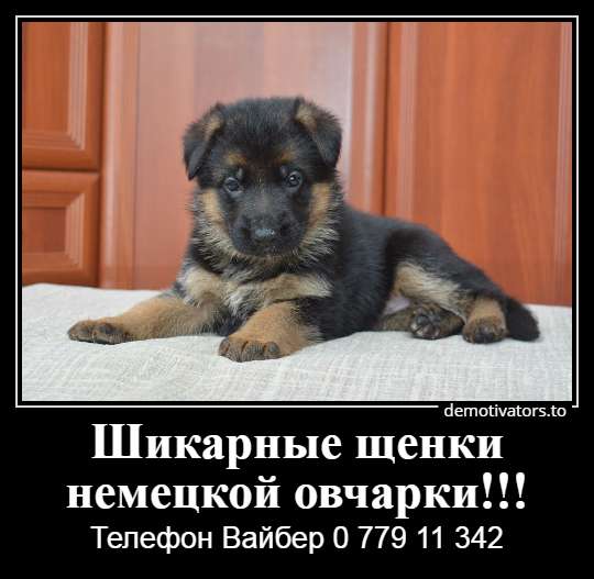 Продается щенок немецкой овчарки!!! в 