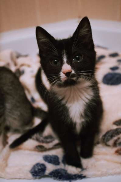 Юные котята ищут дом в Санкт-Петербурге фото 3