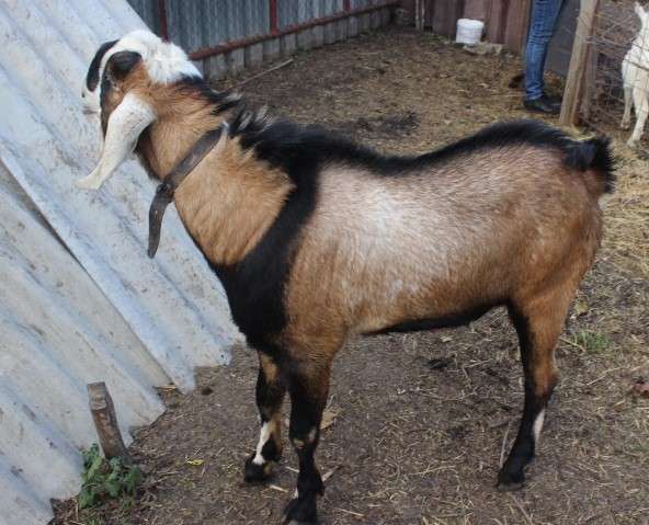 Нубийский козлик на племя от 100% супер козла в Краснодаре фото 6