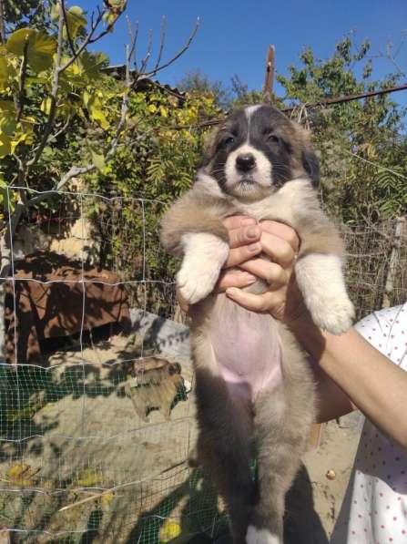 Щенки алабая(среднеазиатская овчарка) продажа в Судаке фото 17