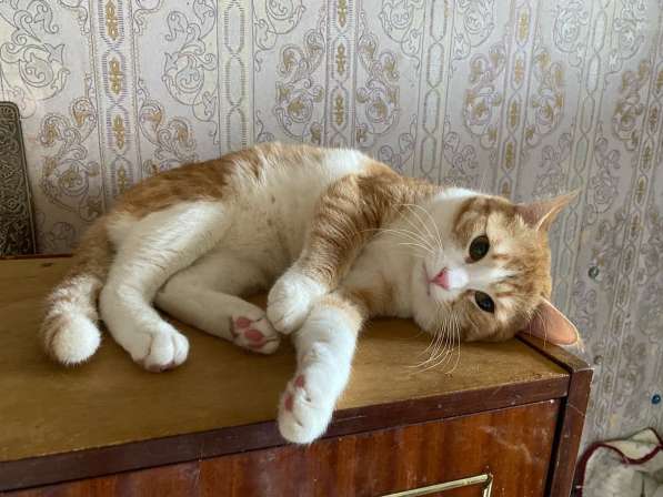 Кот в добрые руки в Москве