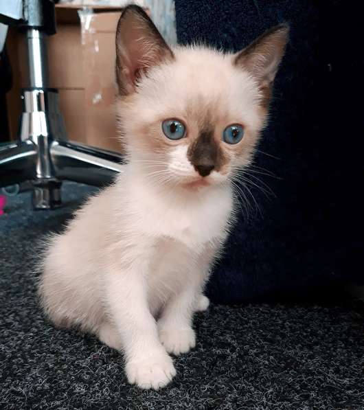 Котята сноу-шу в Санкт-Петербурге фото 4