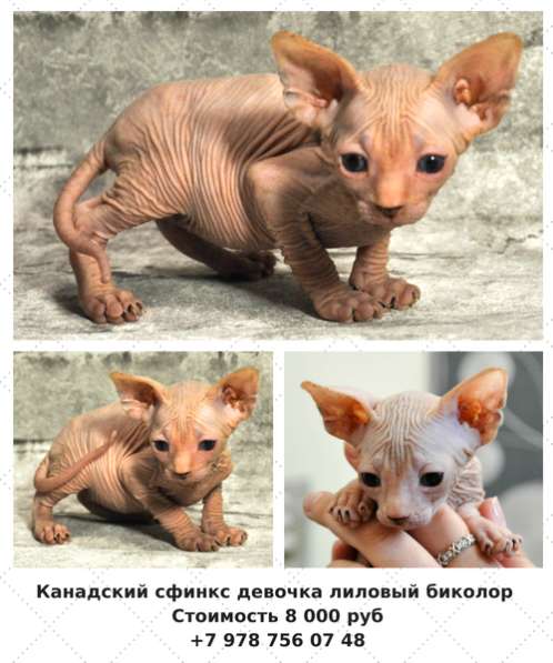 Девочка канадского сфинкса в Симферополе