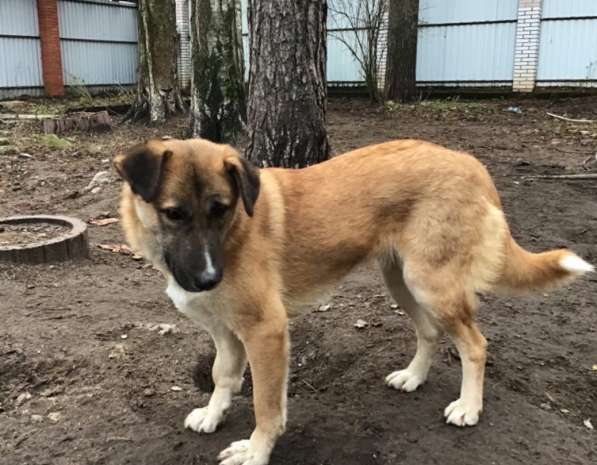 Чуткая, деликатная, вежливая собака в Санкт-Петербурге фото 10