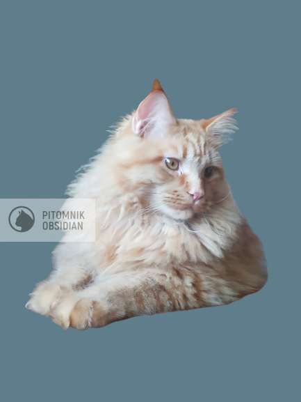 Мейн-кун продажа в Москве фото 7