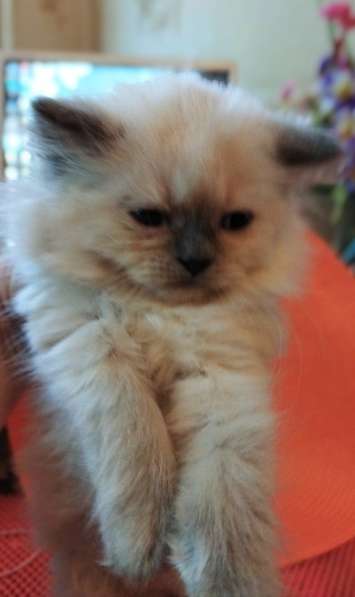 Скоттиш фолд и Скоттиш страйт шиншиллыРодословная в фото 14