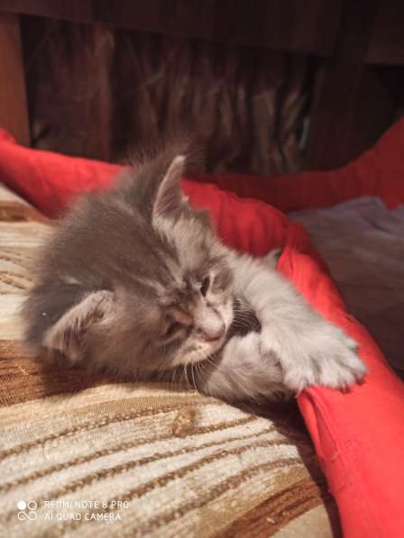 Продажа котят мейн кунов в Снежинске фото 8