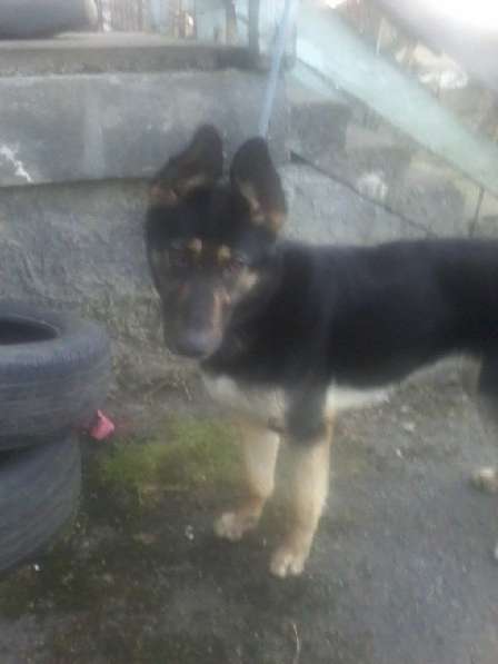 Продажа под ИЖС в Калининграде