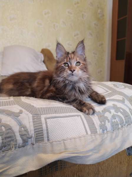 Mainecoon