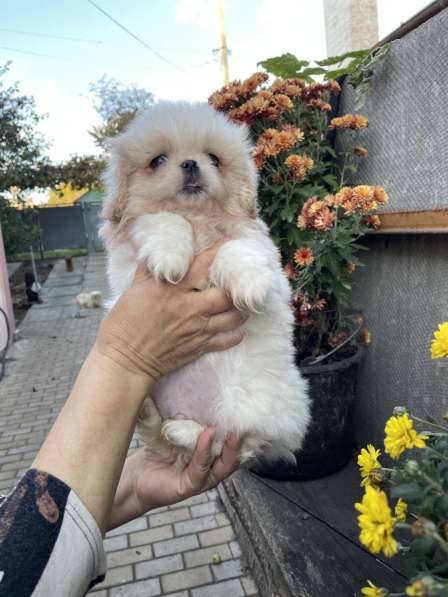 Пекинес императорский в 