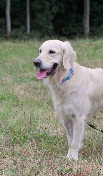 Золотистый ретривер Тиффани в добрые руки! в Москве фото 14