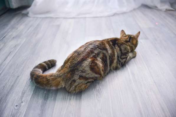 Кошка в добрые руки в Москве