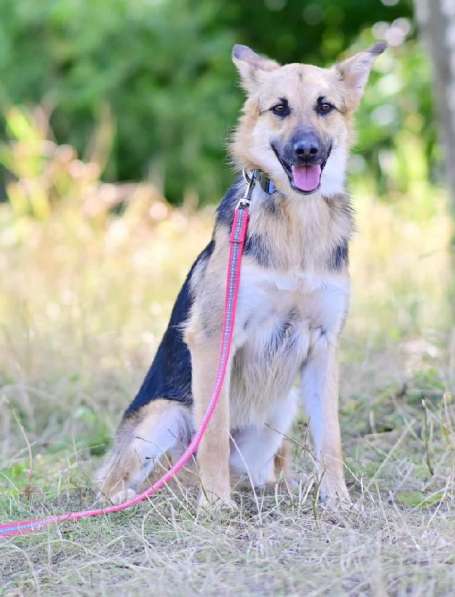 Красавица Джуля ищет дом! в Москве фото 9