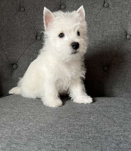 West Highland White Terrier в фото 7