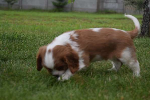 Щенок породы Кавалер кинг Чарльз спаниель в фото 8