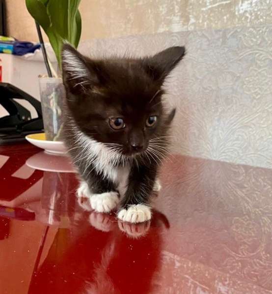 Котенок Шошу - лучистое счастье в дар в Москве фото 6