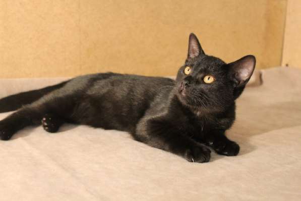 Грациозные угольно-черные котята в Санкт-Петербурге фото 14