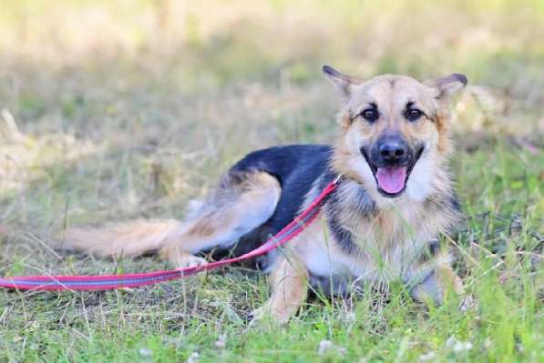 Красавица Джуля ищет дом! в Москве фото 6